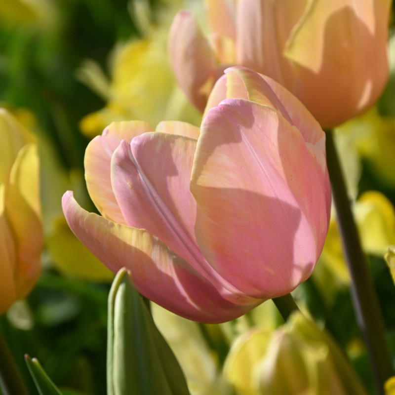 Tulipa 'Mango Charm'