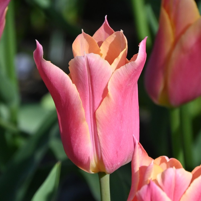 Tulipa 'Marianne'