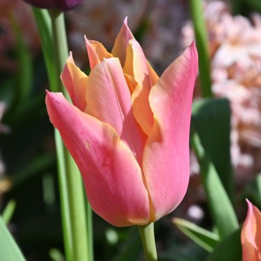 Tulipa 'Marianne'