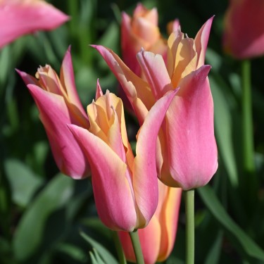 Tulipa 'Marianne'