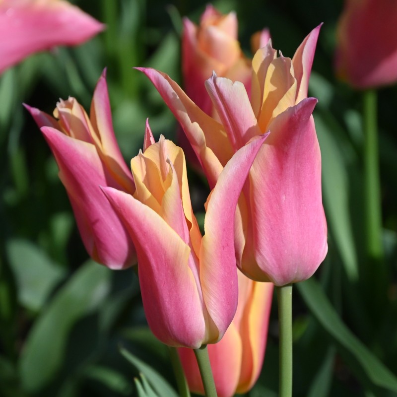 Tulipa 'Marianne'