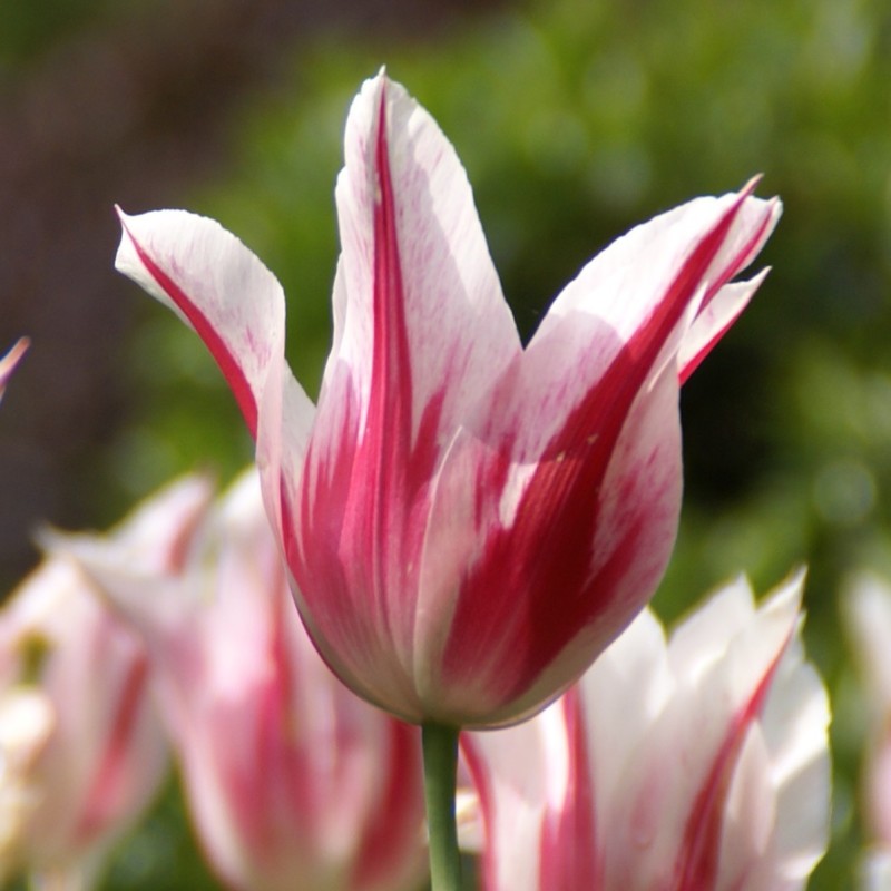 Tulipa 'Marilyn'