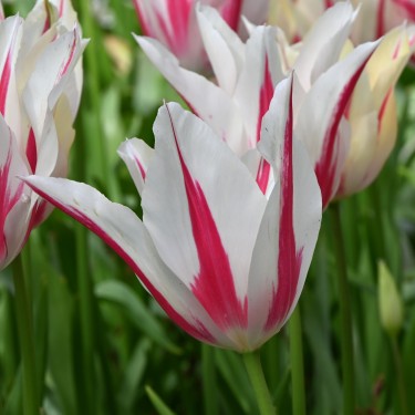 Tulipa 'Marilyn'