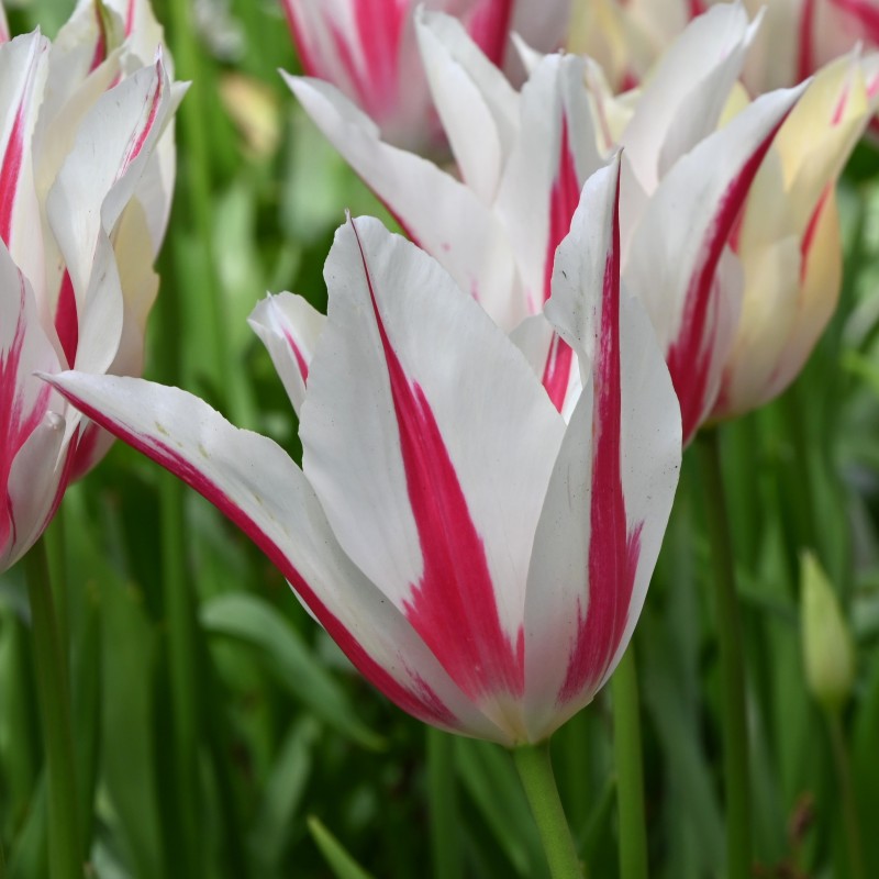 Tulipa 'Marilyn'