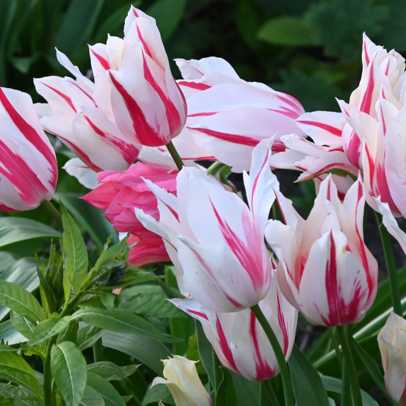 Tulipa 'Marilyn'