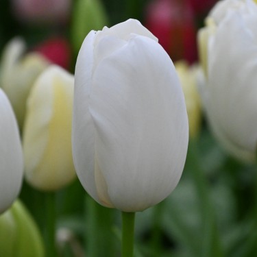 Tulipa 'Maureen'