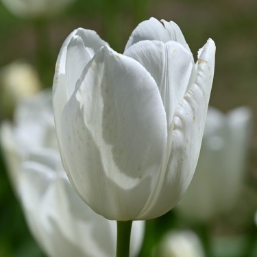 Tulipa 'Maureen'