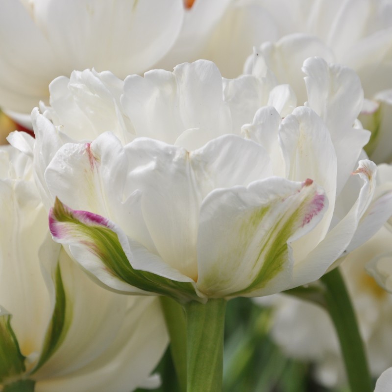 Tulipa 'Mount Tacoma' Tulipa 'Mount Tacoma'