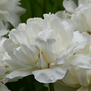 Tulipa 'Mount Tacoma' Tulipa 'Mount Tacoma'