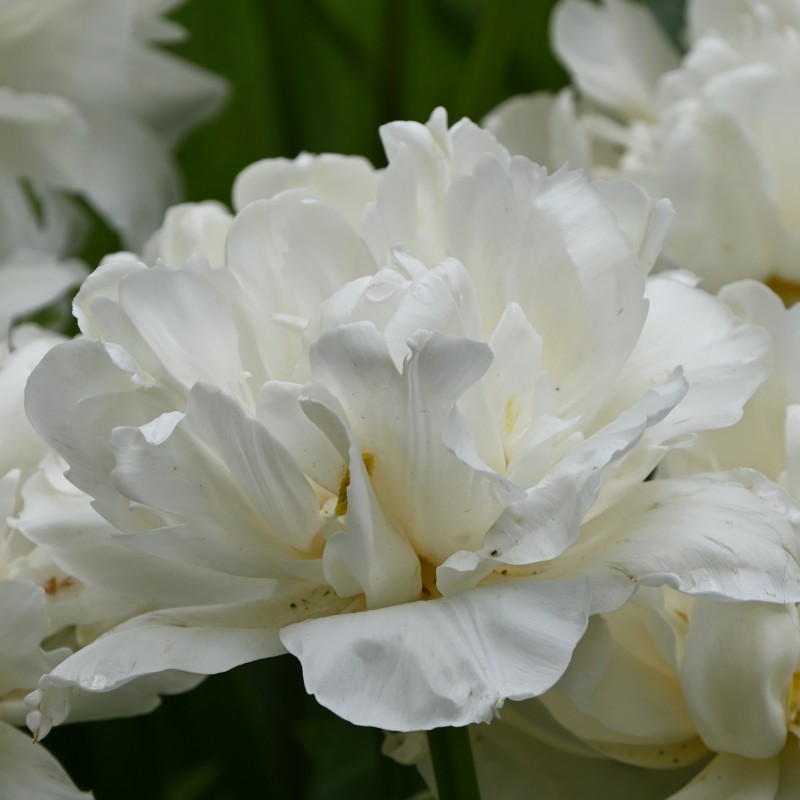 Tulipa 'Mount Tacoma' Tulipa 'Mount Tacoma'