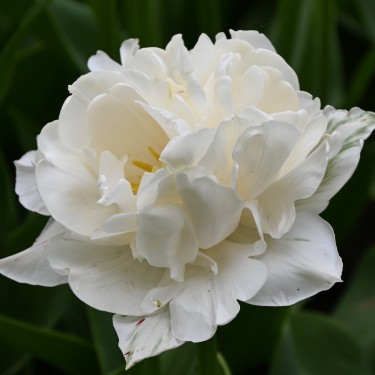 Tulipa 'Mount Tacoma' Tulipa 'Mount Tacoma'