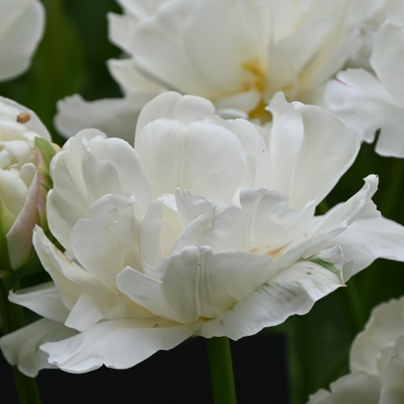 Tulipa 'Mount Tacoma' Tulipa 'Mount Tacoma'