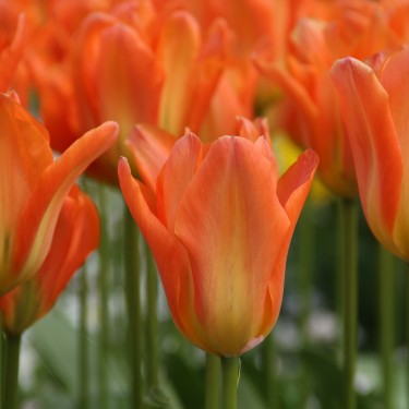 Tulipa 'Orange Emperor' Tulipa 'Orange Emperor'