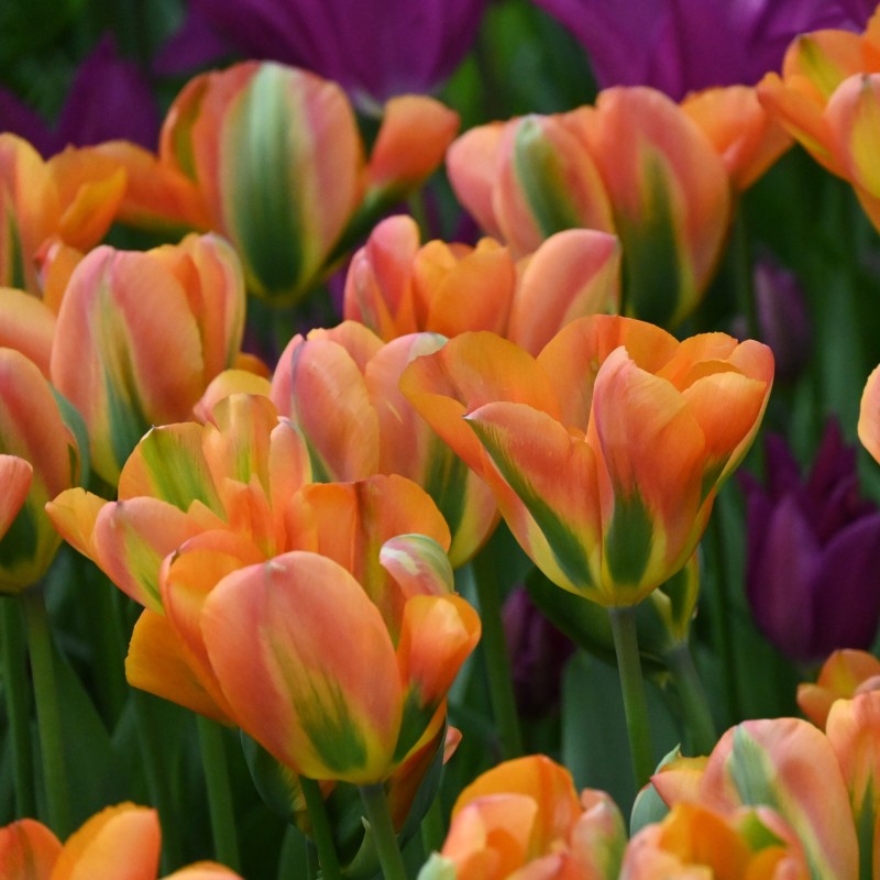 Tulipa 'Orange Marmelade'