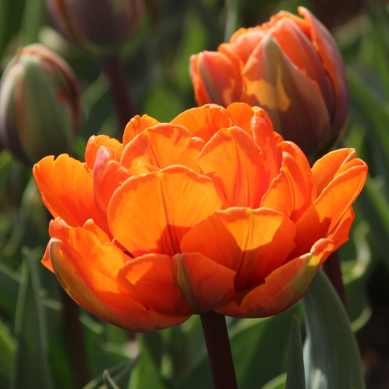 Tulipa 'Orange Princess'