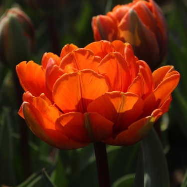 Tulipa 'Orange Princess'