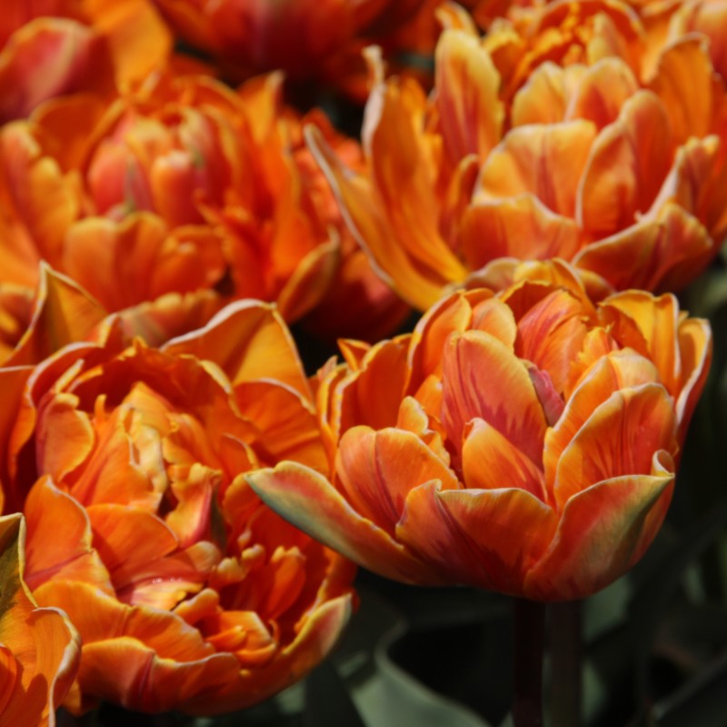 Tulipa 'Orange Princess'