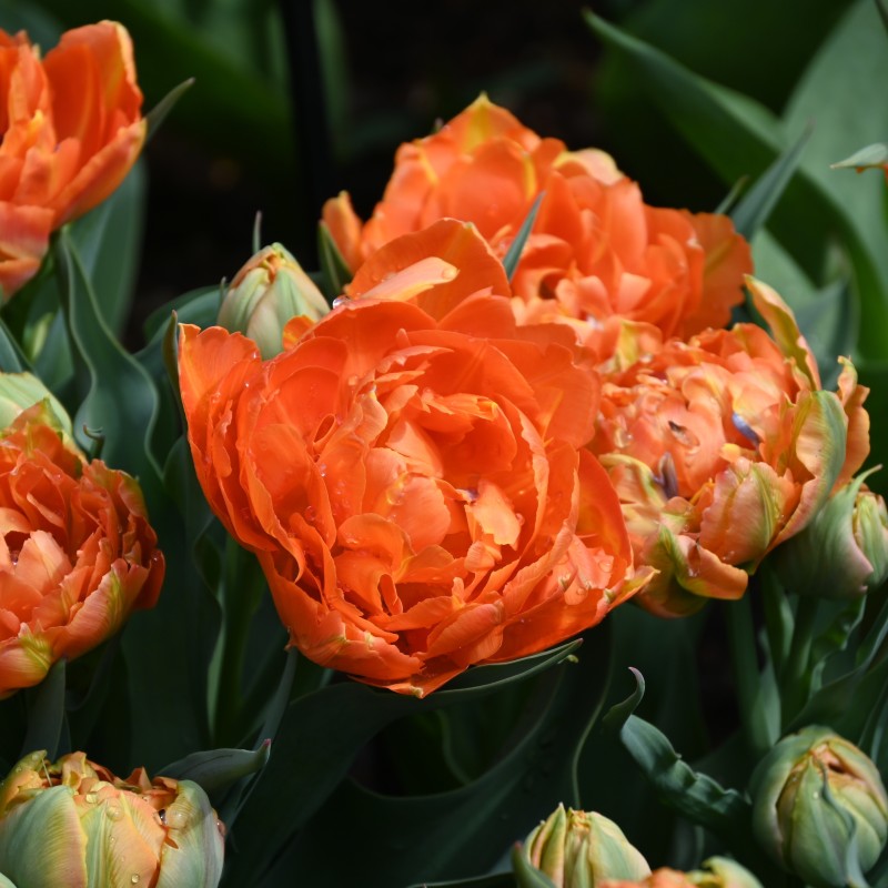 Tulipa 'Orca'