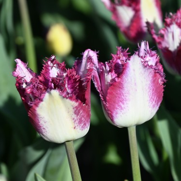 Tulipa 'Passion Play'