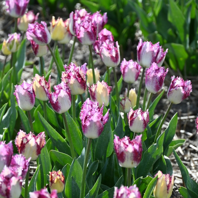 Tulipa 'Passion Play'