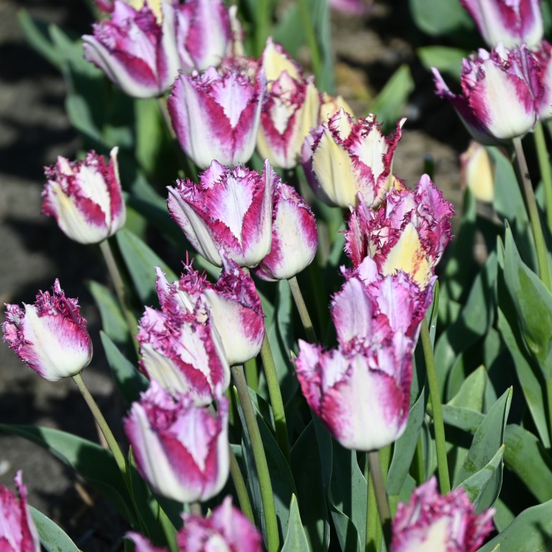 Tulipa 'Passion Play'