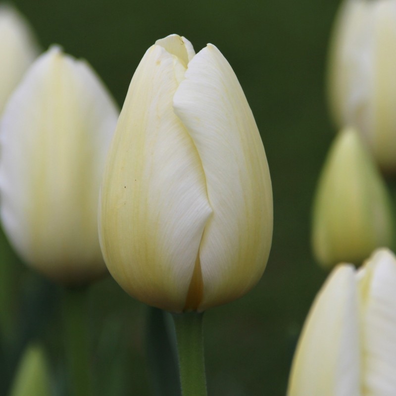 Tulipa 'Pays Bas'