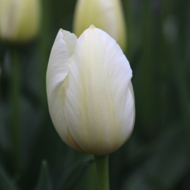 Tulipa 'Pays Bas'