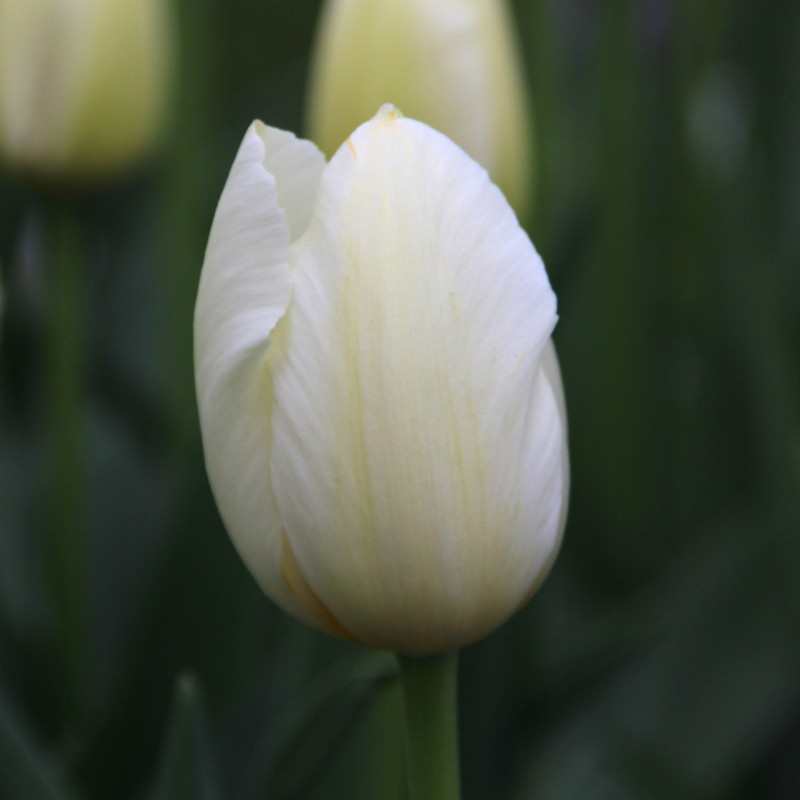 Tulipa 'Pays Bas'
