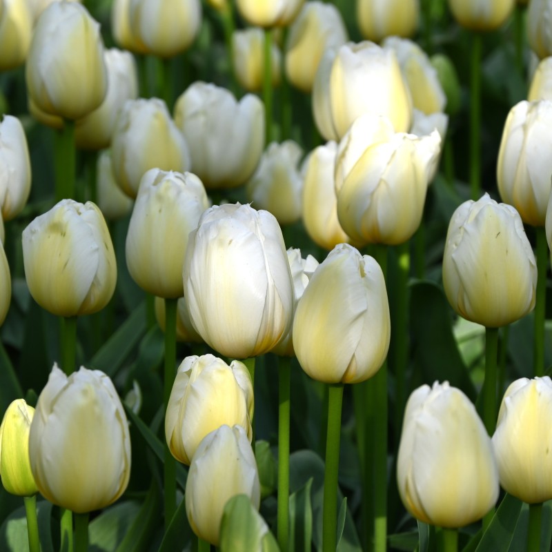 Tulipa 'Pays Bas'