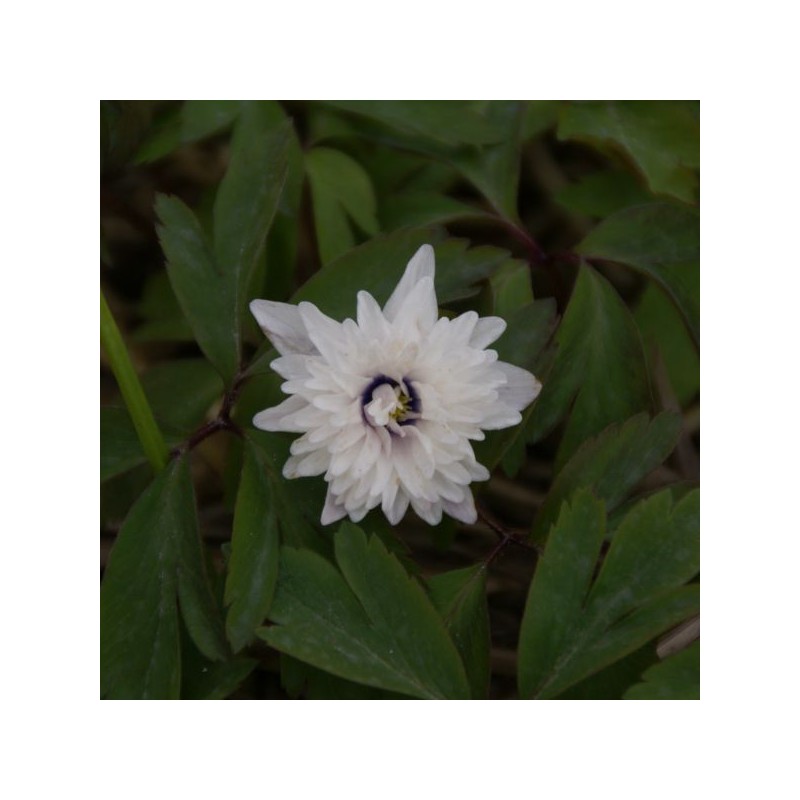 Anemone nemorosa 'Blue Eyes'
