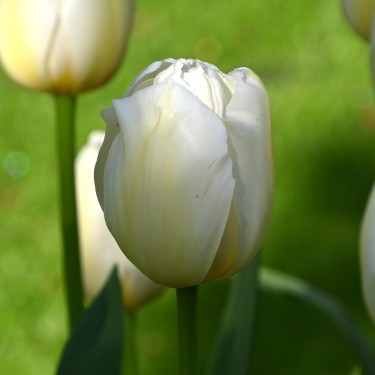 Tulipa 'Pays Bas'