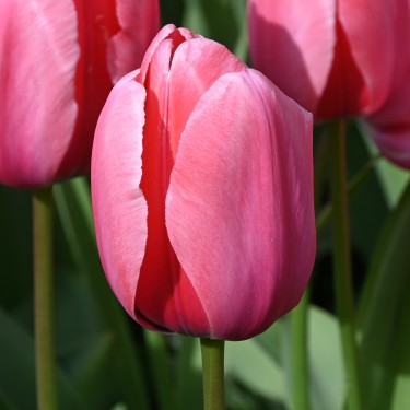 Tulipa 'Pink Impression'