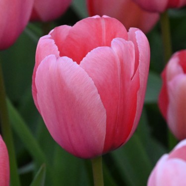 Tulipa 'Pink Impression'