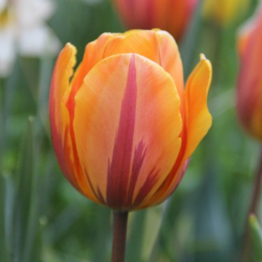 Tulipa 'Prinses Irene'
