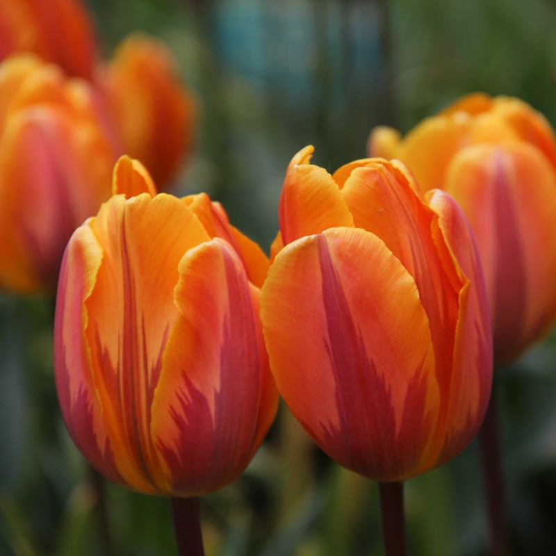 Tulipa 'Prinses Irene'