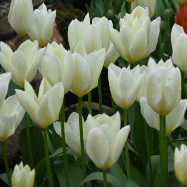 Tulipa 'Purissima'