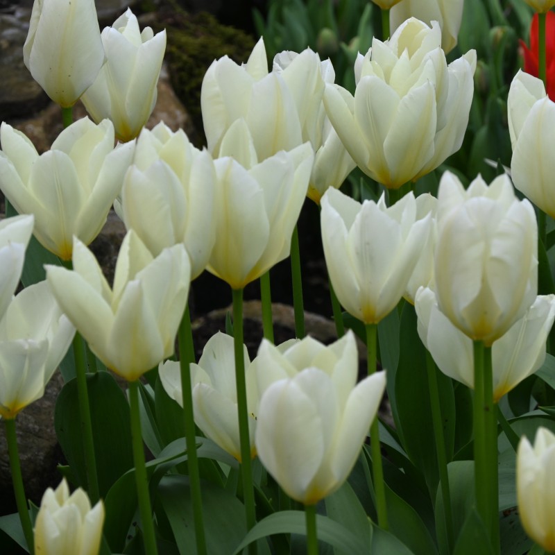 Tulipa 'Purissima'