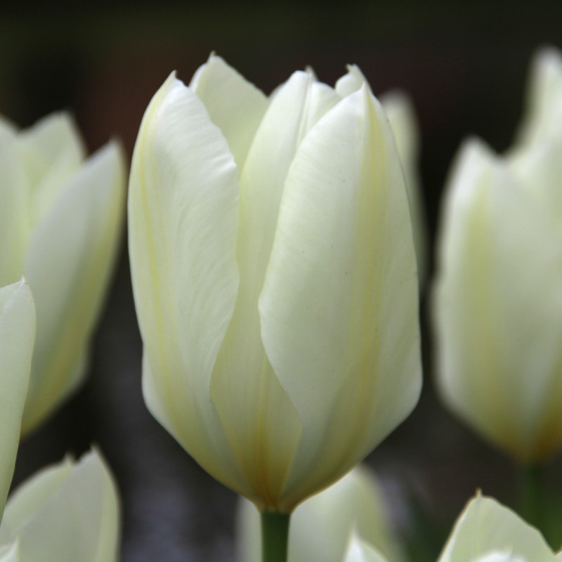 Tulipa 'Purissima'