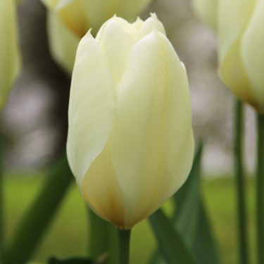 Tulipa 'Purissima'