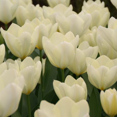 Tulipa 'Purissima'
