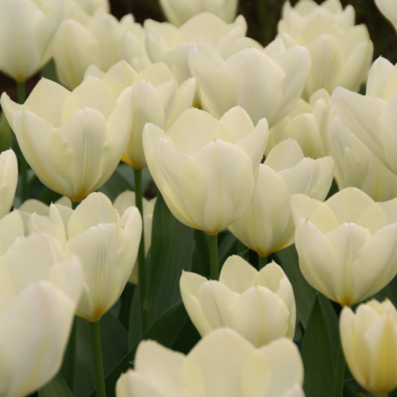 Tulipa 'Purissima'