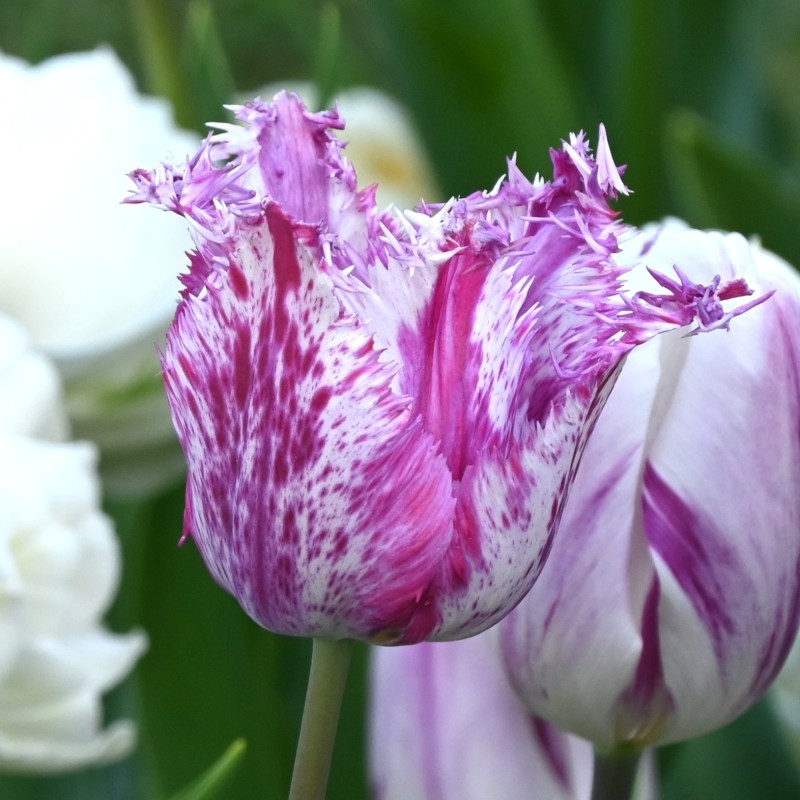 Tulipa 'Purple Circus'