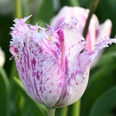 Tulipa 'Purple Circus'