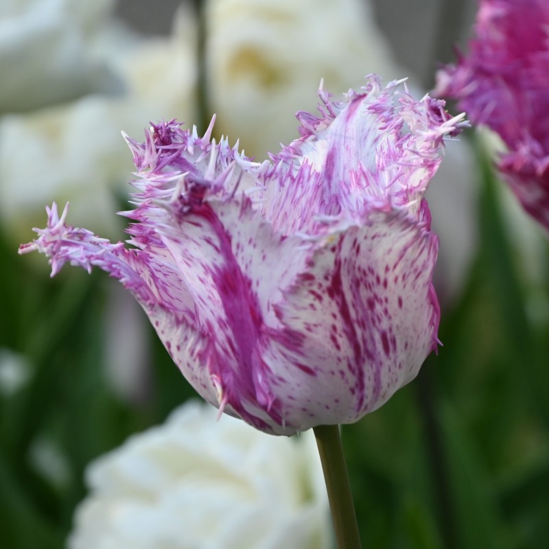Tulipa 'Purple Circus'