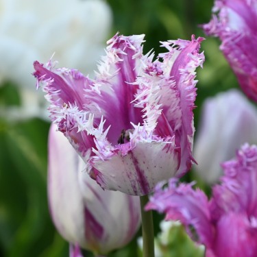 Tulipa 'Purple Circus'