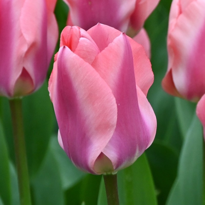 Tulipa 'Purple Purissima'