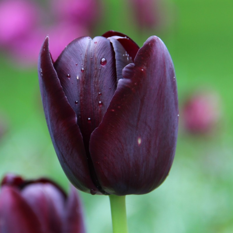 Tulipa 'Queen of Night'