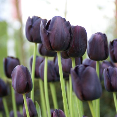 Tulipa 'Queen of Night'