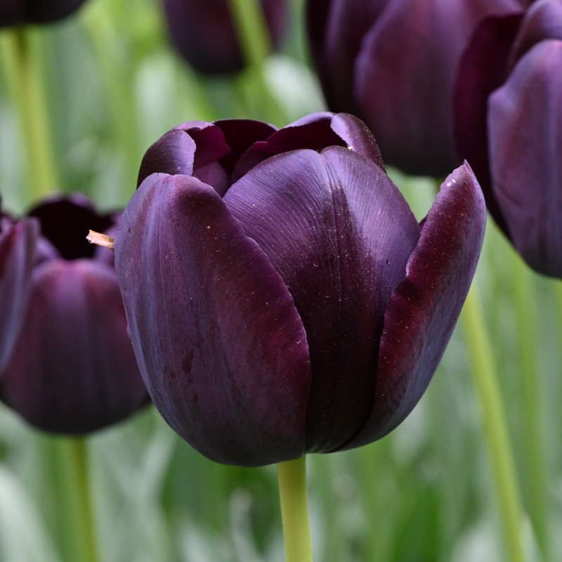 Tulipa 'Queen of Night'