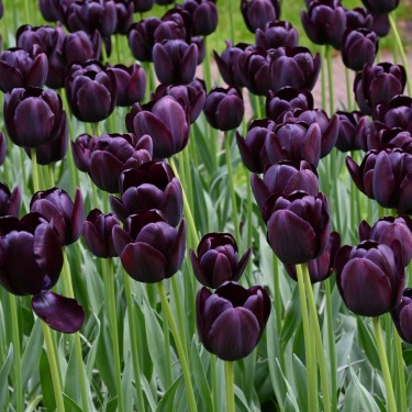 Tulipa 'Queen of Night'